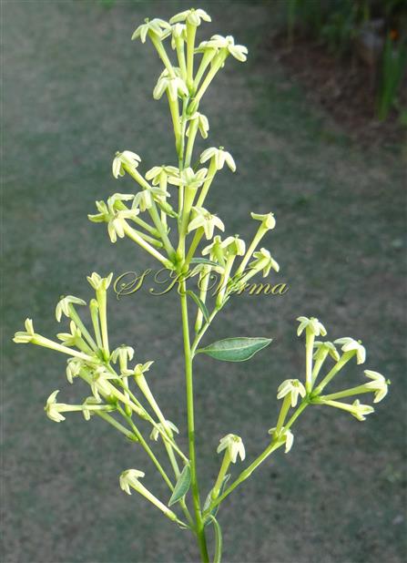  Inflorescence-Leafy panicle